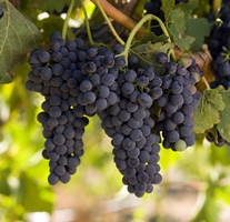 SYRAH